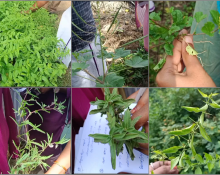 Field Visit & Plant Identification: Othimalai 