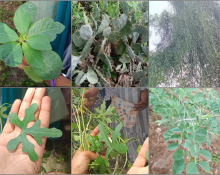 Field Visit & Plant Identification: Othimalai 