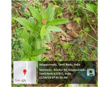 Field Visit & Plant Indentification to Kolli Hills, Namakkal.